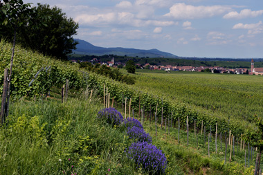 Paysage MARCKRAIN - Bennwihr